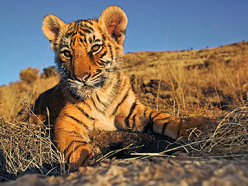 © WWF-Canon / Martin HARVEY <br> Tigers compete for space with some of the most heavily populated human populations in the world and face unrelenting pressure from poaching, retaliatory killings and habitat loss.